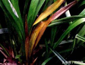 阳台种植蔬菜病害,阳台花卉常见病虫害及防治