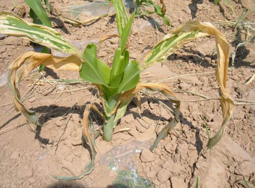 玉米烂苗死苗怎么回事,玉米不扎根死苗的原因
