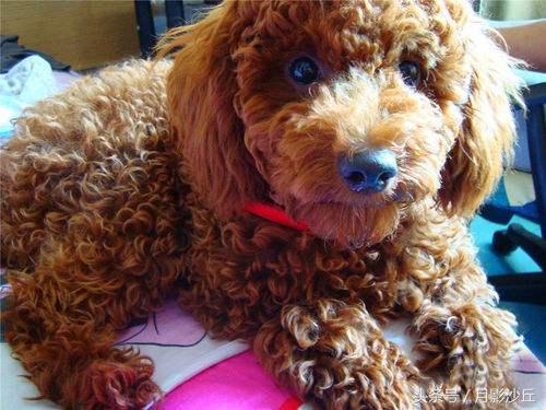 怀孕泰迪犬的关注事项