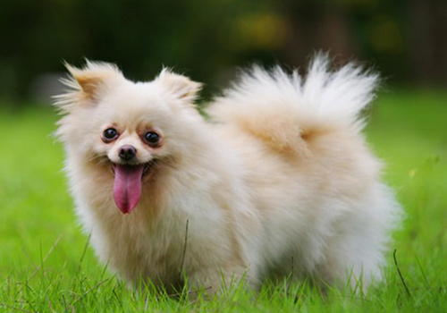 狗狗吃完驱虫药呕吐出了虫子,狗狗吃完驱虫药开始呕吐