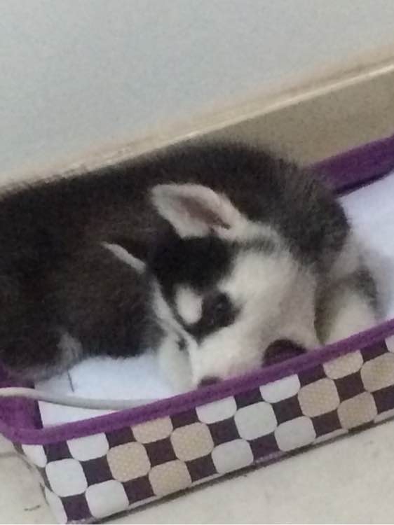 三个月大的哈士奇怎么天天拉稀,哈士奇幼犬拉稀又吐没精神怎么办