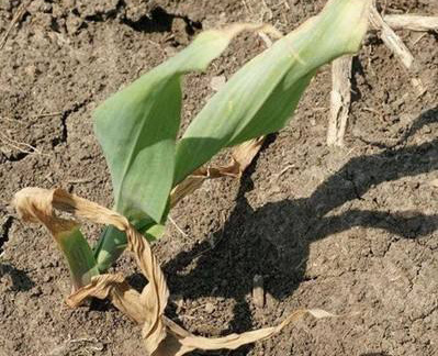玉米烂苗死苗怎么回事,玉米不扎根死苗的原因