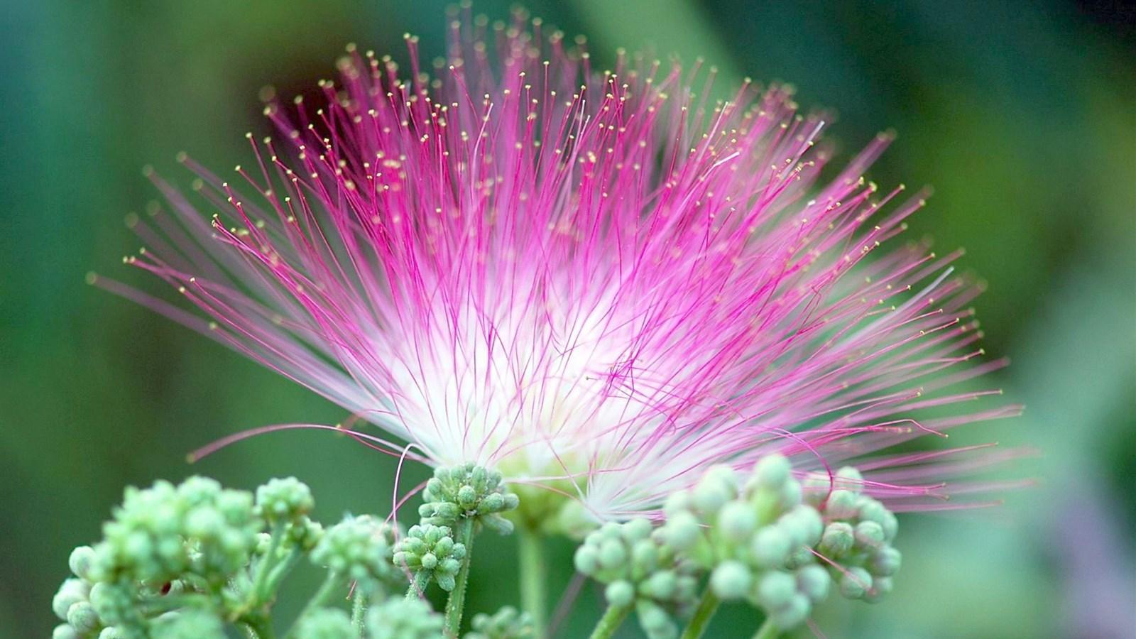 路边常见的花，解郁安神治失眠，清热解暑能解酒