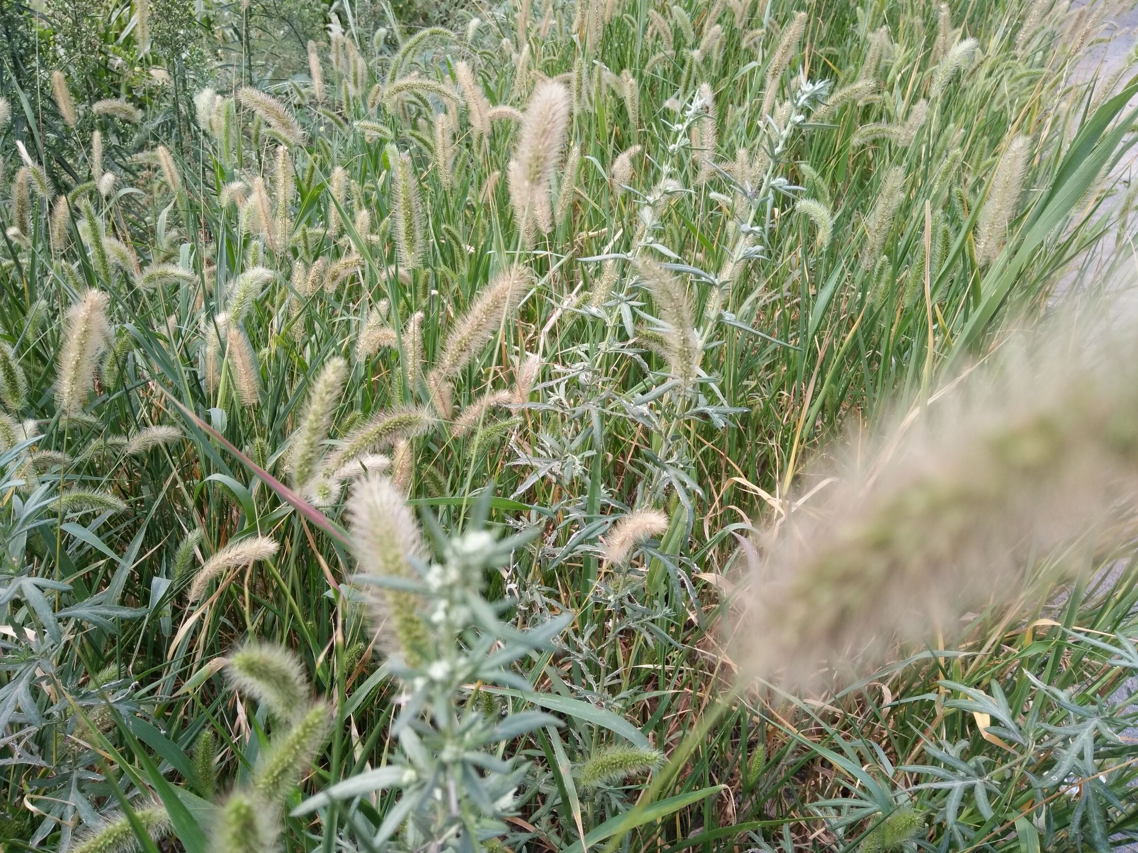 生命的特征包括四大特征,生命的特征政治
