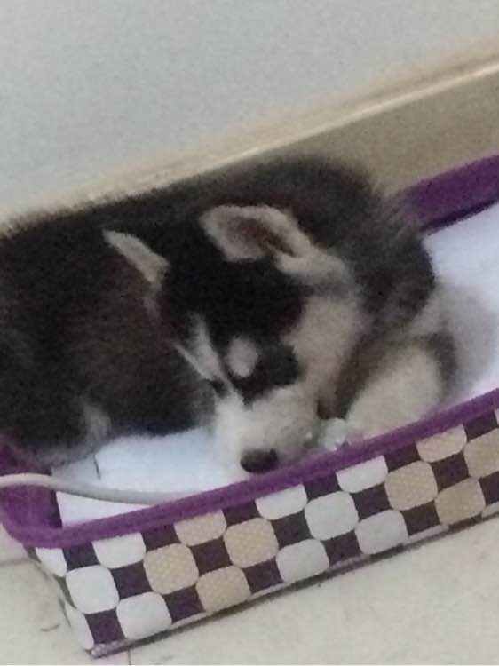 三个月大的哈士奇怎么天天拉稀,哈士奇幼犬拉稀又吐没精神怎么办