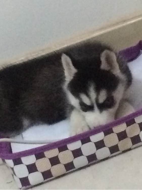 三个月大的哈士奇怎么天天拉稀,哈士奇幼犬拉稀又吐没精神怎么办