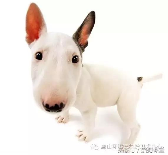 像古牧跟牛头梗的犬种,犬种智商排名牛头梗