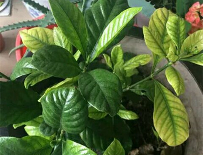 栀子花叶子发黄的解决方法,栀子花叶子发黄了还长虫子怎么办