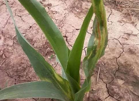 玉米烂苗死苗怎么回事,玉米不扎根死苗的原因