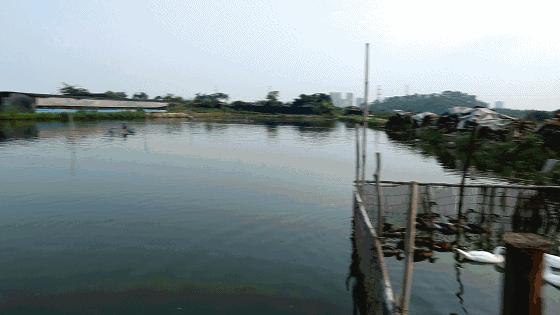 高配的自家农场农庄开始大放价，38蚊/打湛江生蚝！1蚊炸云吞