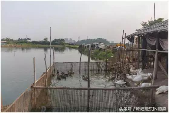 高配的自家农场农庄开始大放价，38蚊/打湛江生蚝！1蚊炸云吞