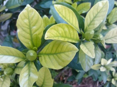 栀子花叶子发黄的解决方法,栀子花叶子发黄了还长虫子怎么办