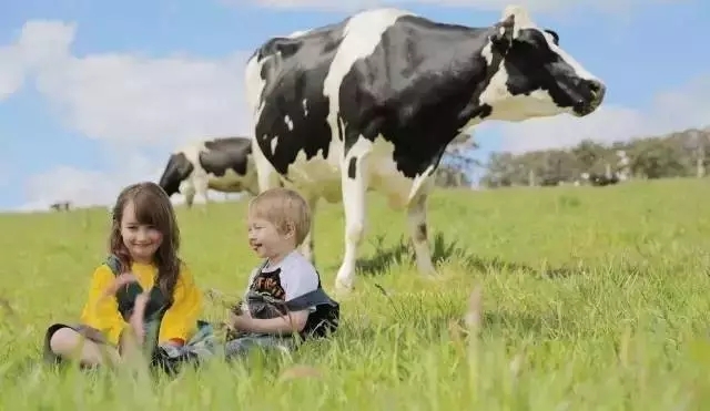 澳洲妈妈买什么奶粉,澳洲妈妈都选哪款婴儿奶粉