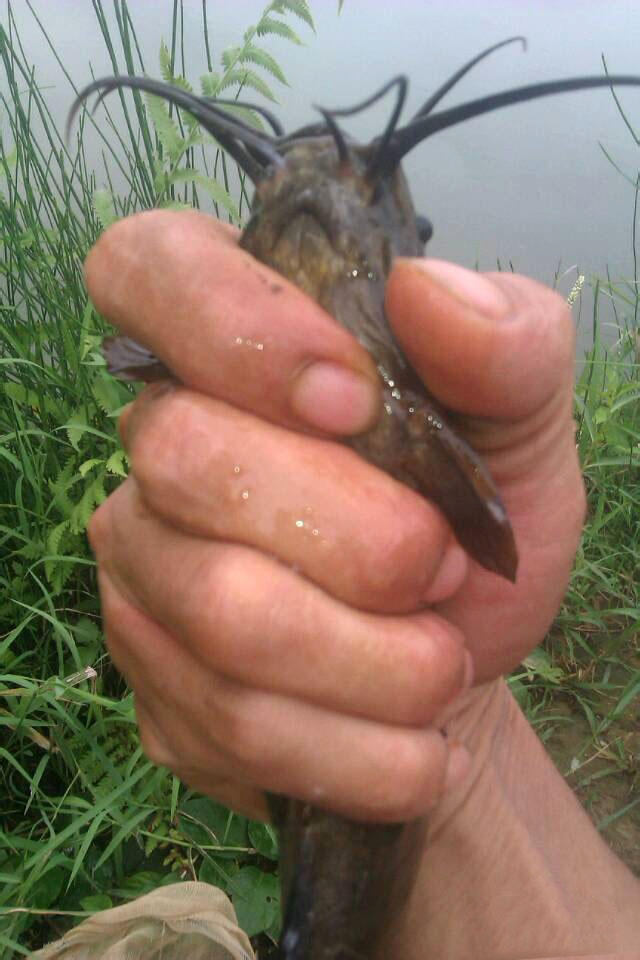 受伤的鱼怎么钓最好,钓到的鱼怎么抓不扎手