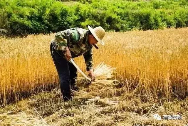 布谷鸟叫了完整版,布谷鸟叫了吗