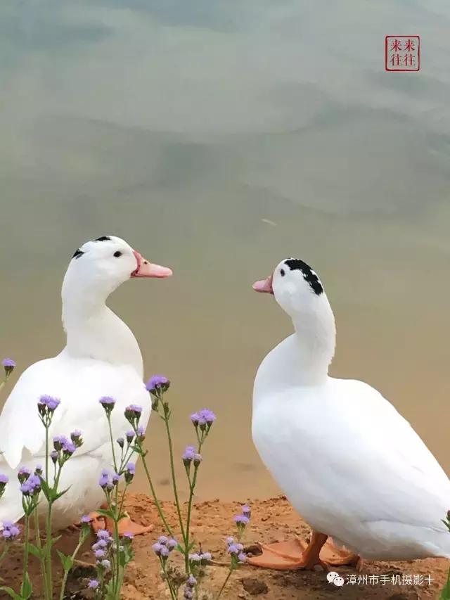 手机拍大片推荐,手机拍出来的大片欣赏