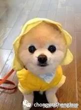 犬种介绍柯基,犬种大全