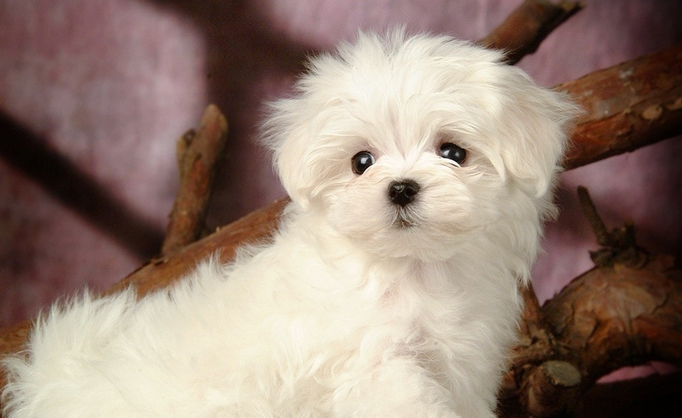 狗狗价格一览表2021,常见家养狗狗价格一览表