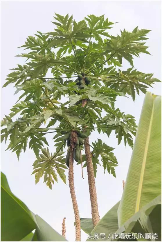 高配的自家农场农庄开始大放价，38蚊/打湛江生蚝！1蚊炸云吞