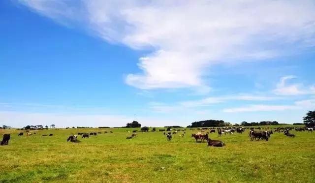 澳洲妈妈买什么奶粉,澳洲妈妈都选哪款婴儿奶粉