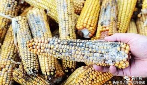 谨防羊误食霉菌饲料：后果严重到你可能承受不起！