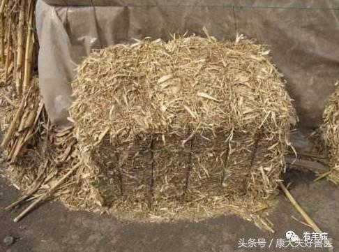 谨防羊误食霉菌饲料：后果严重到你可能承受不起！