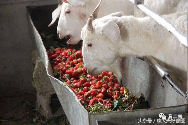谨防羊误食霉菌饲料：后果严重到你可能承受不起！