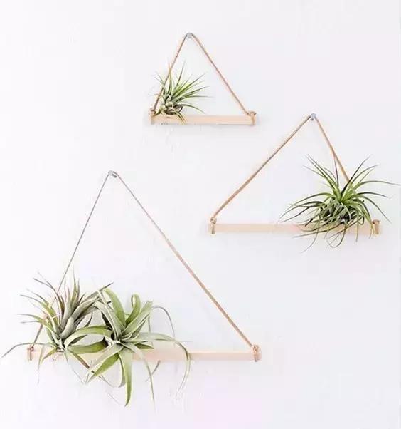 最好养的四种植物,最适合懒人养的10种花