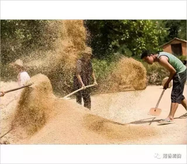 布谷鸟叫了完整版,布谷鸟叫了吗