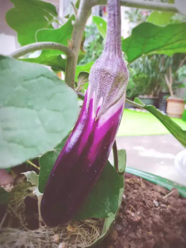 23米x13米免费设计图,23平米院子设计