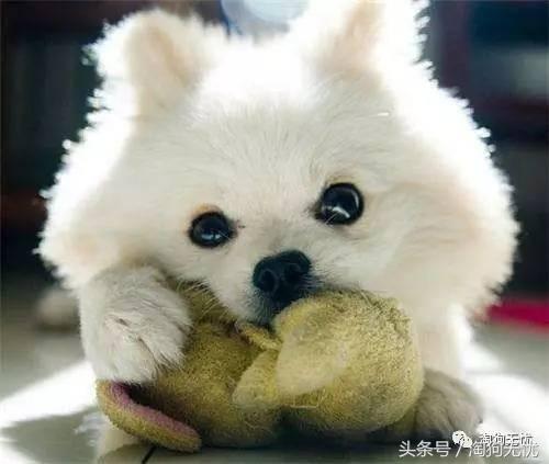 养狗知识培训,养狗第一天到家