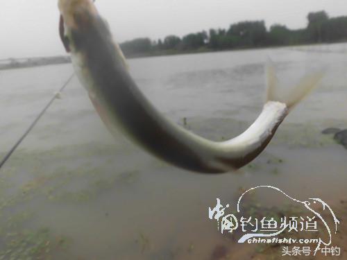 野河深秋降温后钓鲫鱼,冬钓鲫阴雨天怎样钓