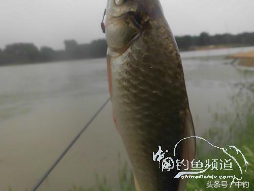 野河深秋降温后钓鲫鱼,冬钓鲫阴雨天怎样钓