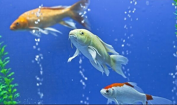 摆摊卖观赏鱼能月入过万吗,做观赏鱼月入多少