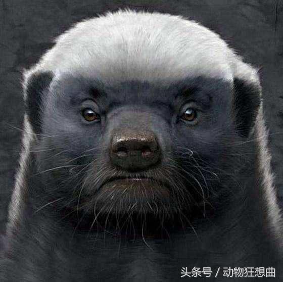 动物界杠把子平头哥，平头银发白披风，非洲大地我最凶