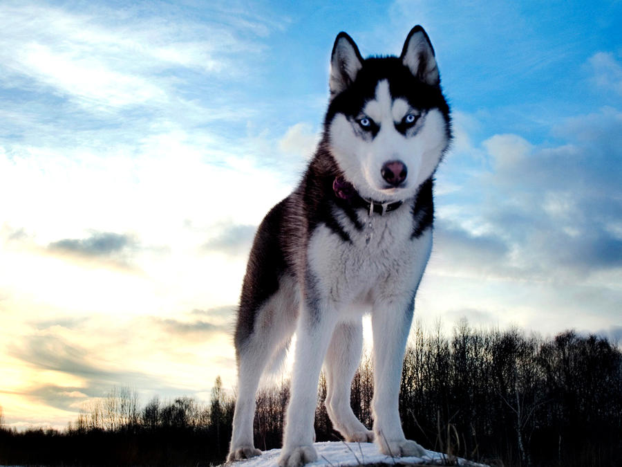 狗狗价格一览表2021,常见家养狗狗价格一览表