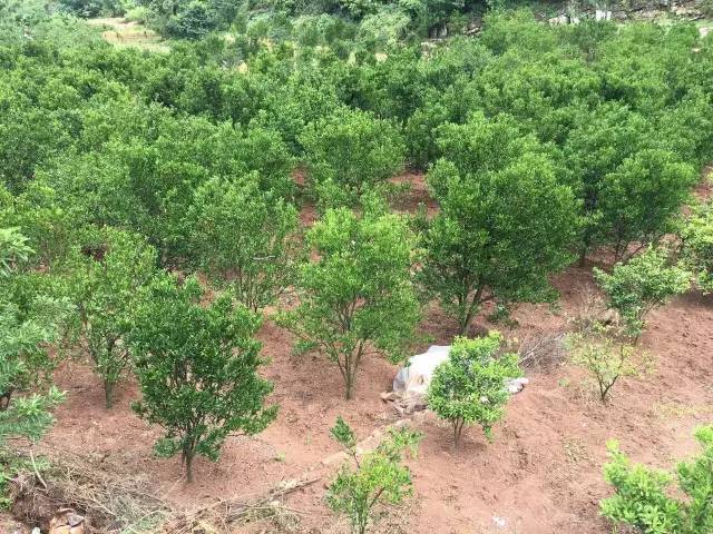 “双百三同”驻村记｜瀑乡有棵“摇钱树”