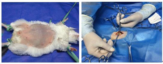 龙猫难产完整版,龙猫难产孩子拽出来