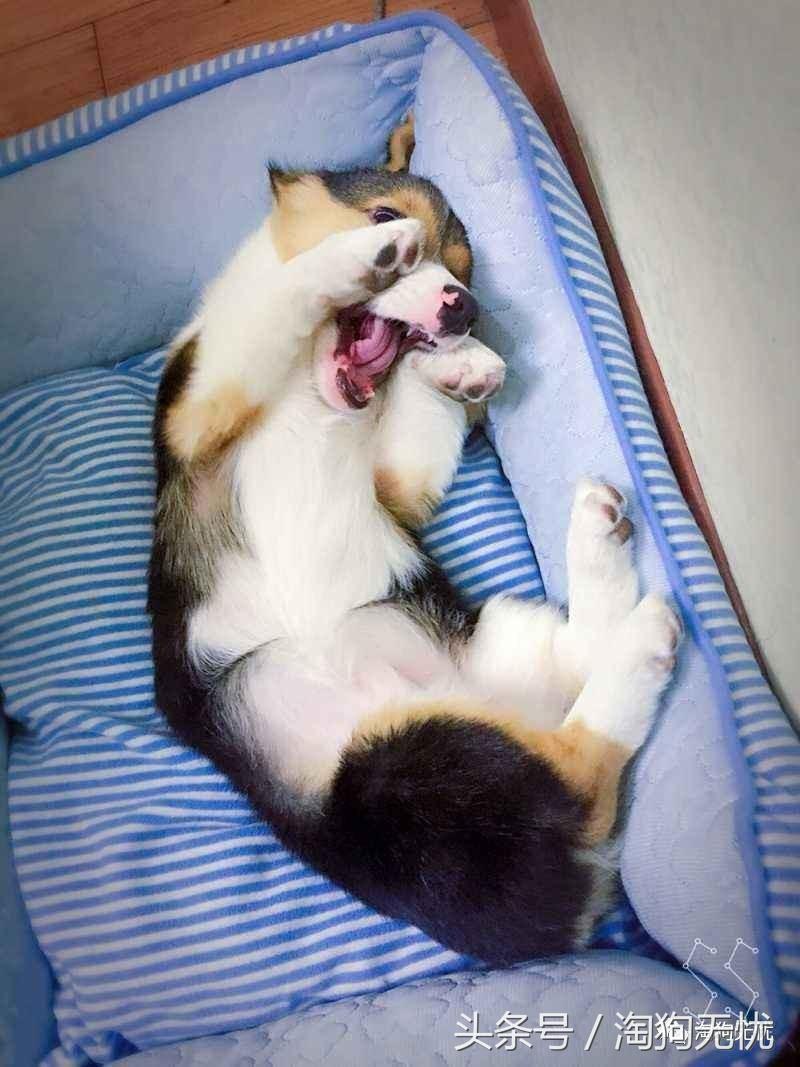 养狗知识培训,养狗第一天到家