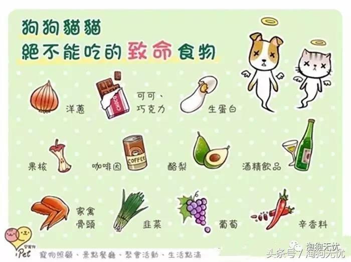 养狗知识培训,养狗第一天到家