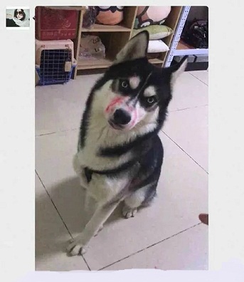 主人发现二哈喝酒,主人醉酒二哈