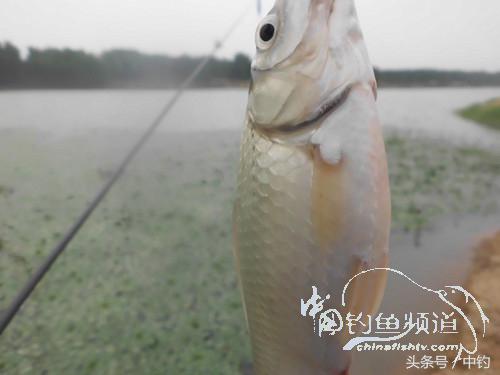 野河深秋降温后钓鲫鱼,冬钓鲫阴雨天怎样钓