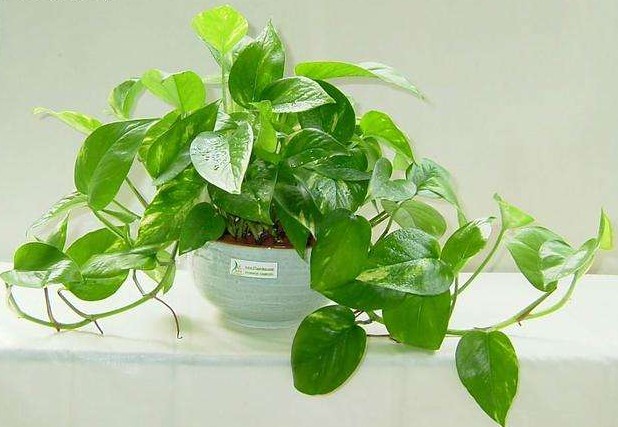 防辐射最好养的植物,防辐射最强的7种植物