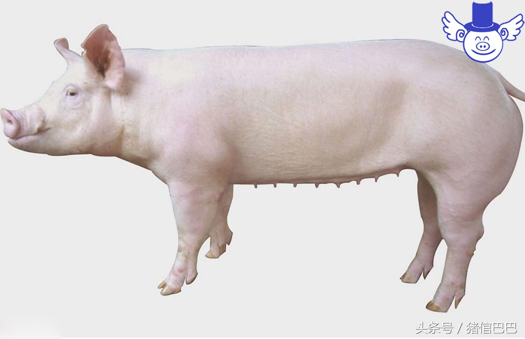 只有解决母猪返情这一大难题，才能保证自繁自养的效益！