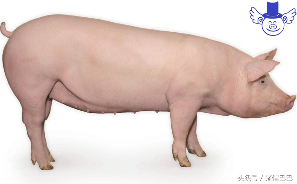 只有解决母猪返情这一大难题，才能保证自繁自养的效益！