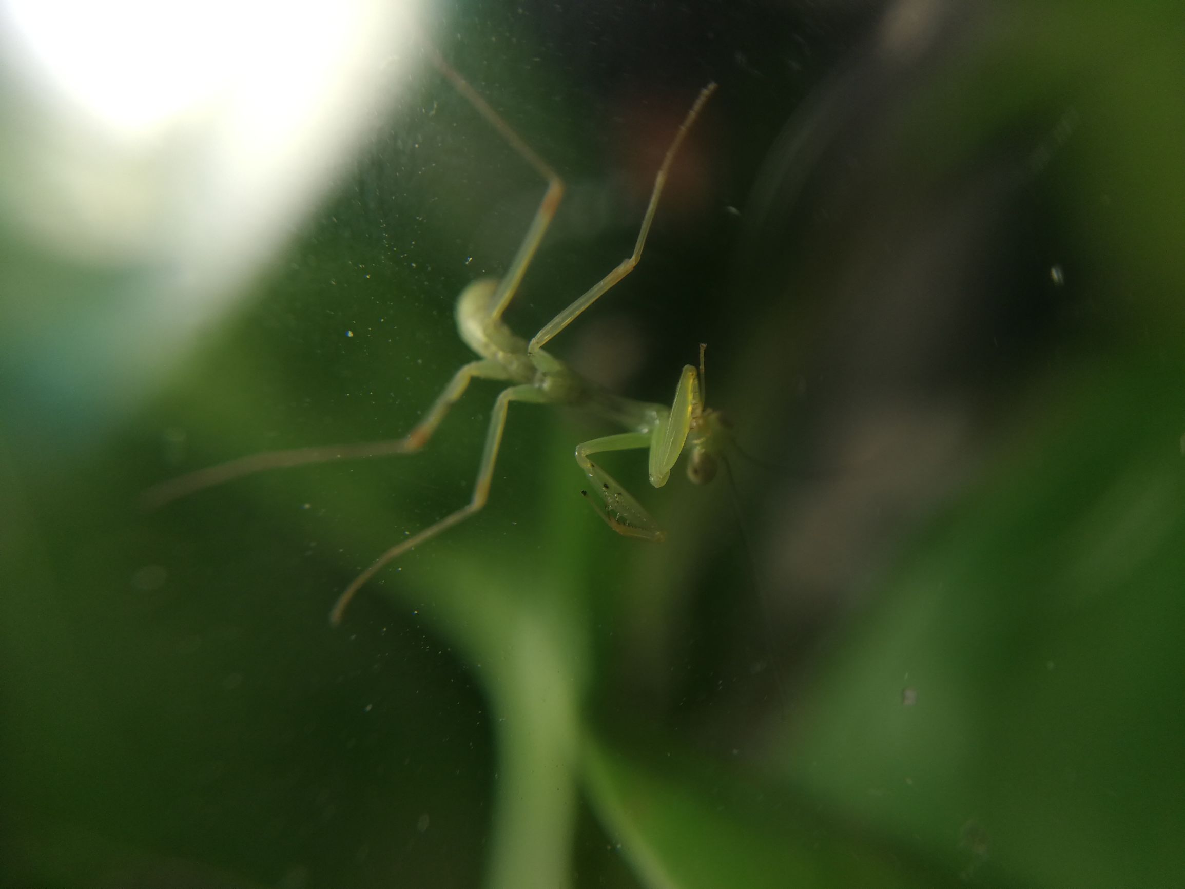 你见过迷你小螳螂吗,小螳螂吃小虫子吗