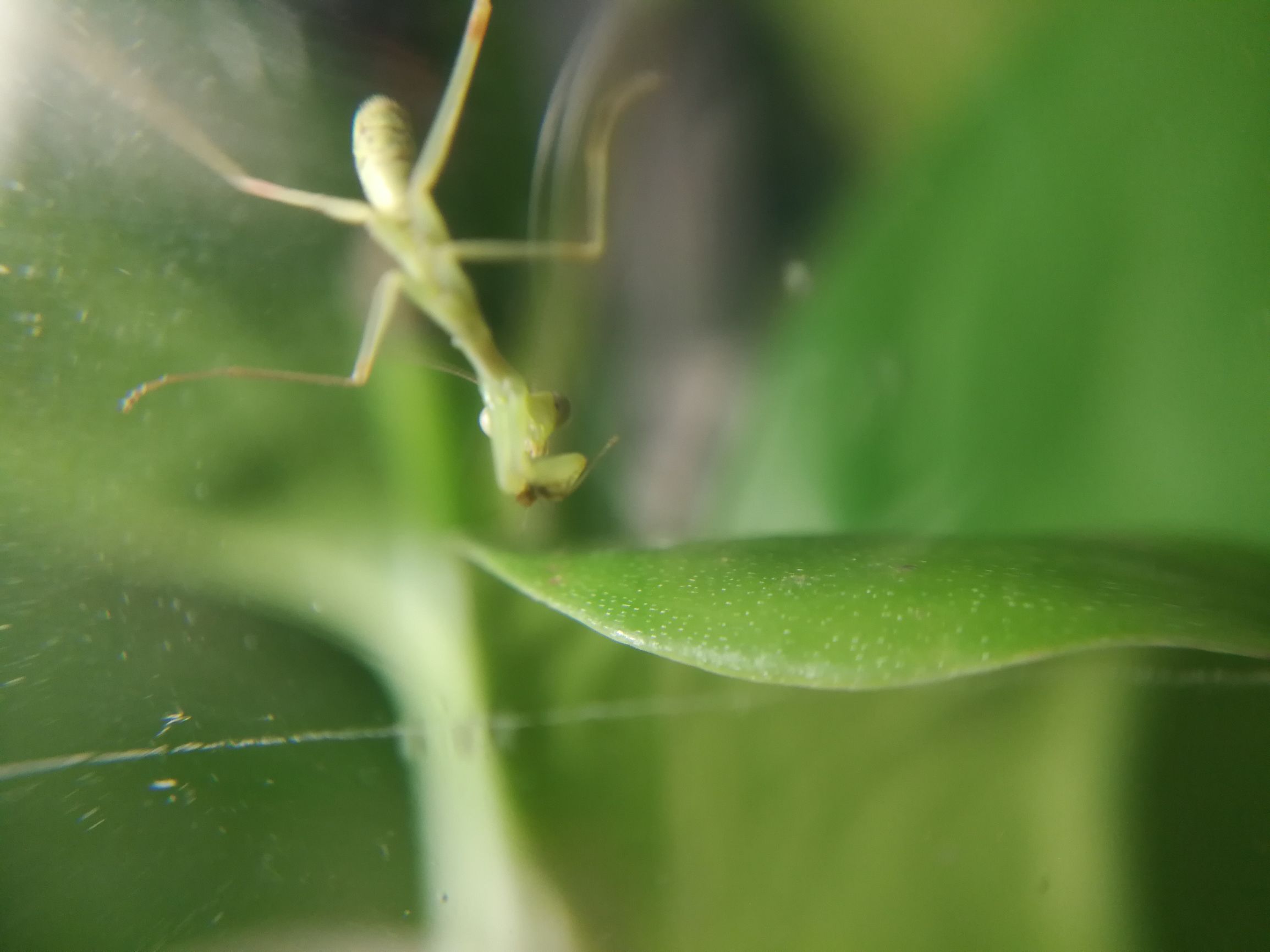 你见过迷你小螳螂吗,小螳螂吃小虫子吗