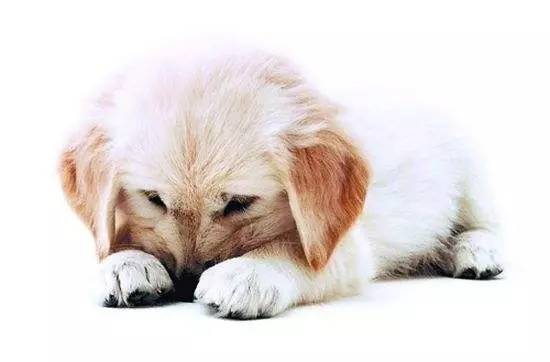 狗狗长骨刺如何护理,狗狗生小狗后怎么护理