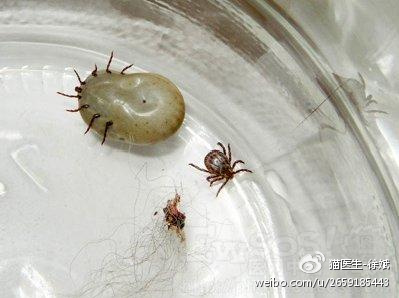 犬猫体外寄生虫传播什么疾病,关于犬猫寄生虫的问题