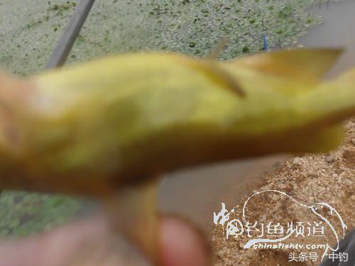 野河深秋降温后钓鲫鱼,冬钓鲫阴雨天怎样钓